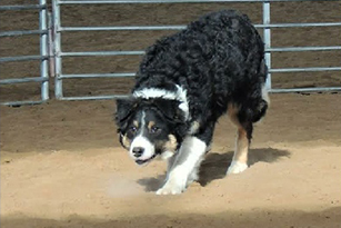 links herding dogs