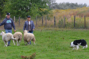 herding clinic